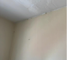 bed bug evidence on walls