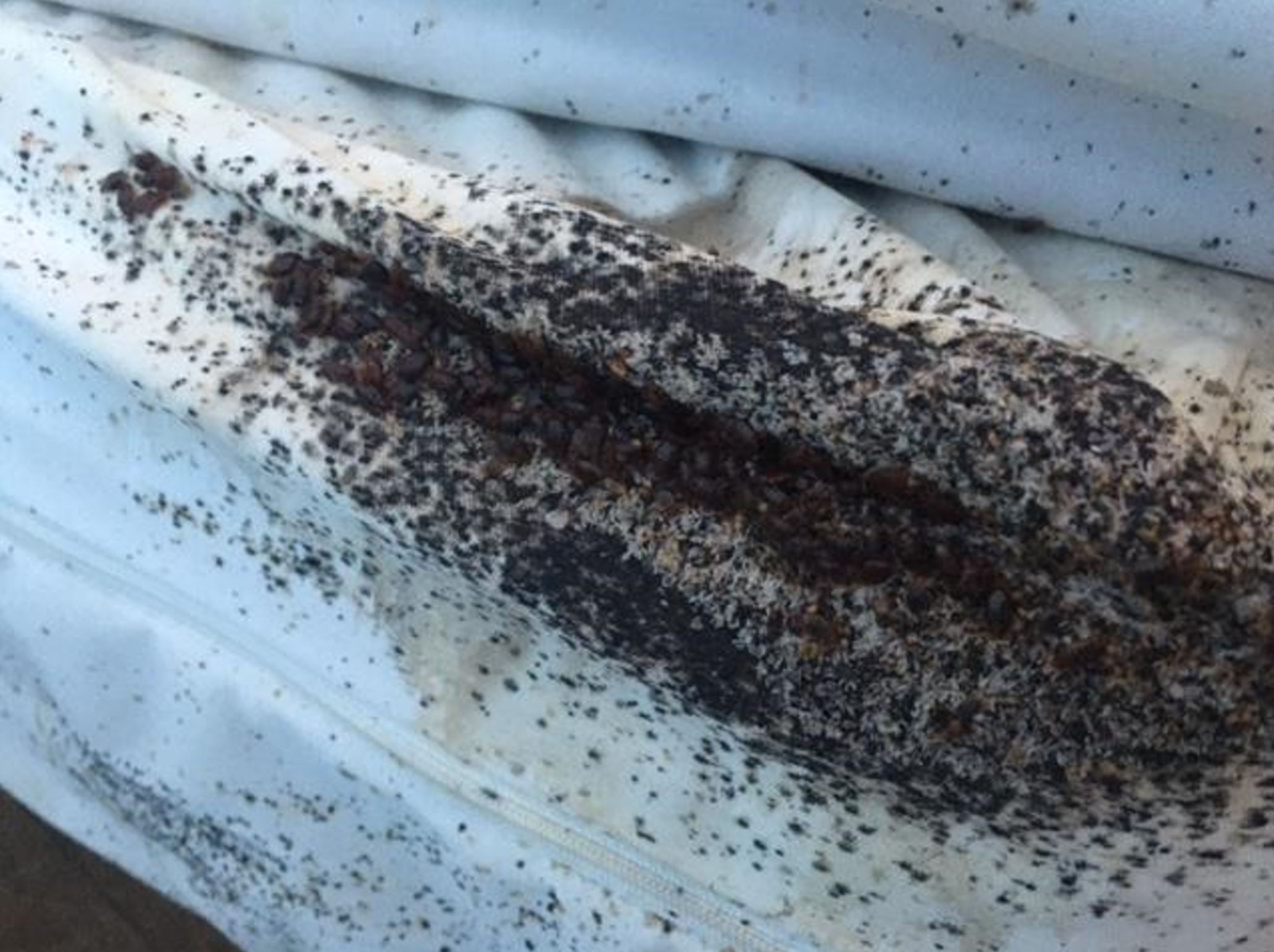 Columbus bed bug infestation solutions
