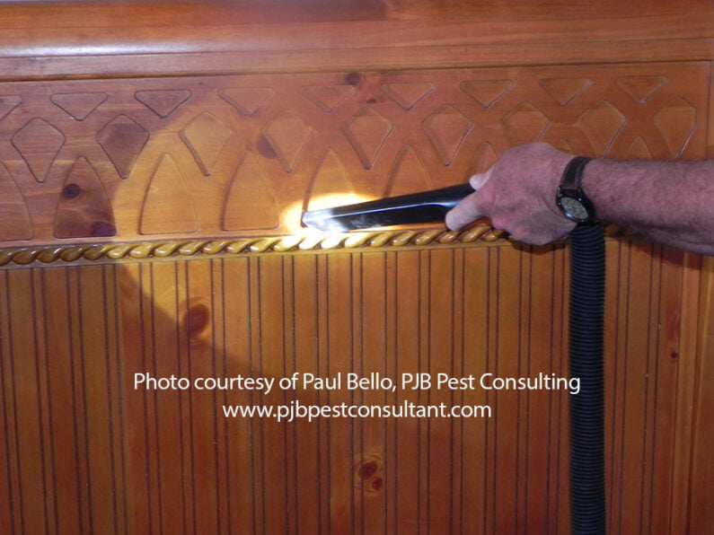 Vacuuming is the fastest bed bug knockdown. Photo courtesy of Paul Bello www. pjbpestconsultant.com