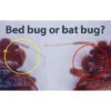 Bed vs Bat Hairs Question Square